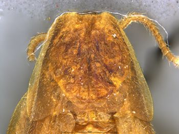 Media type: image;   Entomology 9023 Aspect: Pronotum dorsal